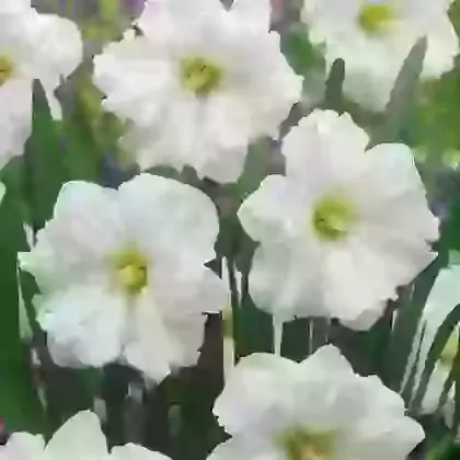 Colblanc